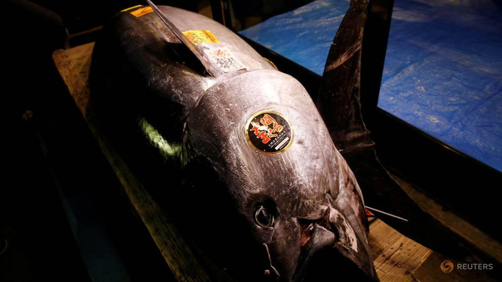 Cận cảnh con cá ngừ 278 kg được mua với giá 3,1 triệu USD vào ngày 5/1.