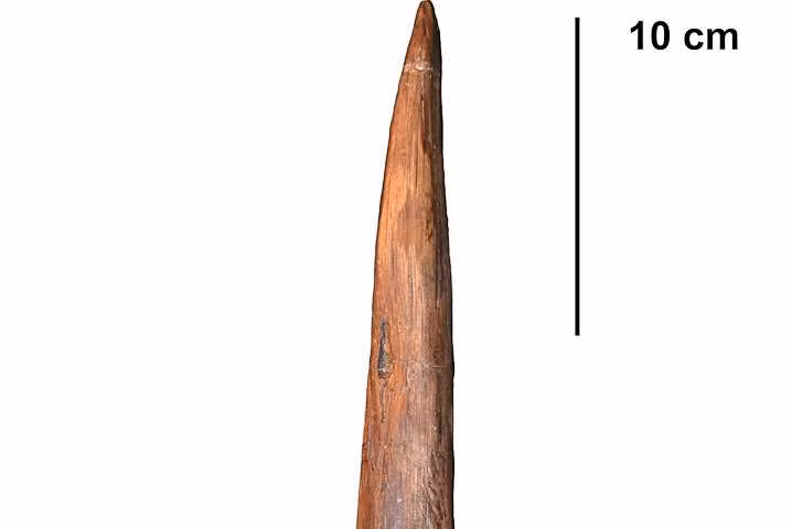 Theo các chuyên gia, ngọn giáo được làm bằng gỗ có niên đại khoảng 300.000 năm.