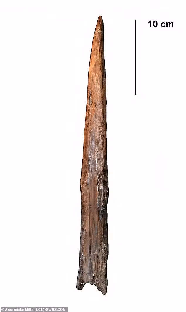 Mới đây, các nhà khoa học đã tìm thấy những ngọn giáo được người Neanderthal sử dụng để giết chết con mồi ở khoảng cách lên đến 20m.