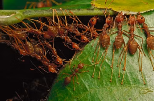 Lat tay loai dong vat gay hieu ung nha kinh khong kem con nguoi