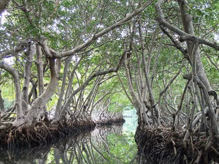 Đảo Ramree ở Myanmar nổi tiếng thế giới là nơi vô cùng nguy hiểm. Nơi đây gắn liền với một thảm kịch kinh hoàng trong Chiến tranh thế giới 2.