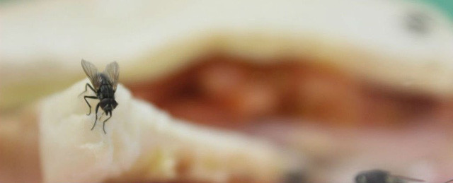 Vì nuốt phải con ruồi nên Giáo hoàng Adrian IV bị nghẹn thở gần như ngay lập tức.