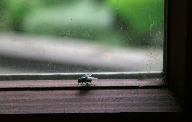 Do đang bệnh viêm amidan nên việc nuốt phải con ruồi trên khiến Giáo hoàng Adrian IV lâm vào tình huống nguy hiểm.