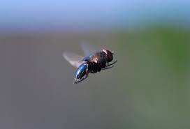 Cụ thể, trong một buổi tiệc năm 1159, khi uống ly rượu vang, Giáo hoàng Adrian IV vô tình nuốt phải một con ruồi nhỏ.