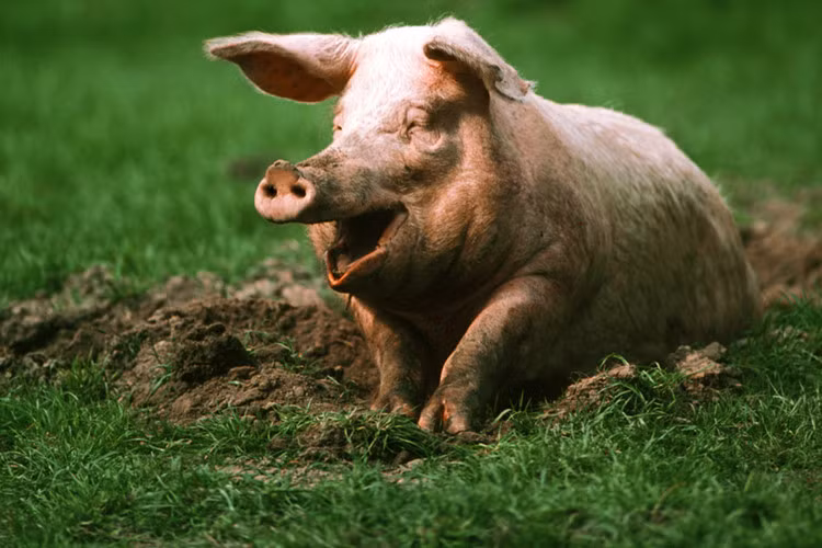 Để có hiệu quả hơn, binh sĩ La Mã đã đổ những chất dễ cháy lên những con lợn rồi châm lửa đốt trước khi thả chúng về phía quân địch. Điều này khiến những con lợn càng kêu khủng khiếp hơn.