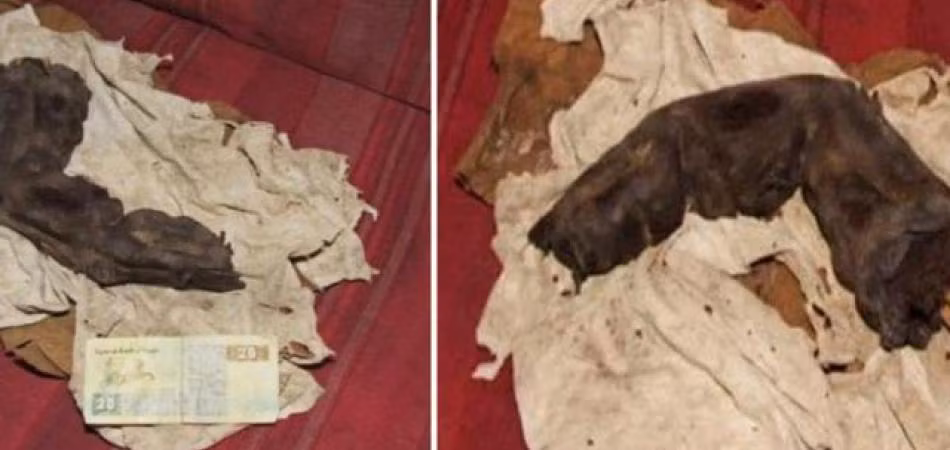 Sở dĩ nhiều người cho rằng ngón tay này thuộc về người khổng lồ là vì nó dài tới 38 cm. Gregor Sporri đã chụp được bức ảnh ngón tay người khổng lồ trên vào năm 1988.