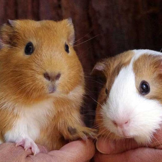 Đồng hành cùng với những con lợn guinea là một con chó, vài con chuột và bò sát.