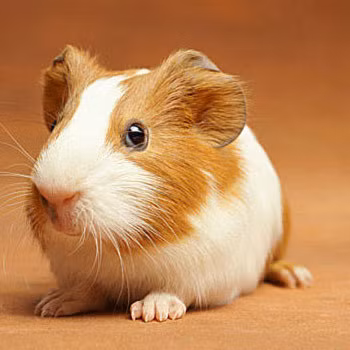 Tất cả những phi hành gia động vật này đều sống sót khi quay trở lại Trái đất.