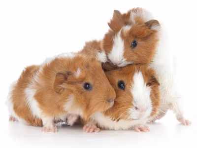 Với việc thực hiện thành công sứ mệnh chinh phục vũ trụ của những con lợn guinea và một số động vật khác, các nhà khoa học Liên Xô đã thu thập được nhiều dữ liệu quý giá.