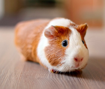 Trong chuyến hành trình ấy, chúng đi vào lịch sử khi là những con lợn guinea đầu tiên có sứ mệnh bay vào không gian.