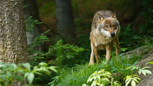 Khi nhìn thấy con sói, anh em nhà Sherman muốn thuần hóa nó để làm vật nuôi. Tuy nhiên, họ chưa kịp làm thì con sói đã bắt một con dê mang đi.