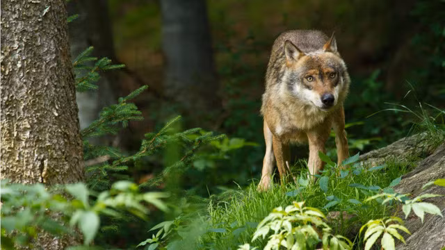 Khi nhìn thấy con sói, anh em nhà Sherman muốn thuần hóa nó để làm vật nuôi. Tuy nhiên, họ chưa kịp làm thì con sói đã bắt một con dê mang đi.