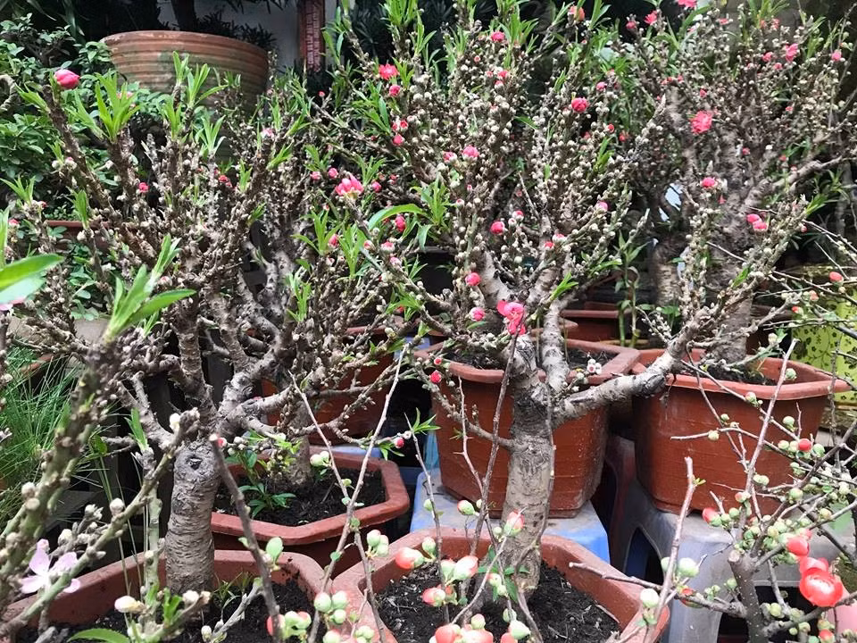 Thuc hu dao mini Trung Quoc ngap cho Viet het gia tien trieu