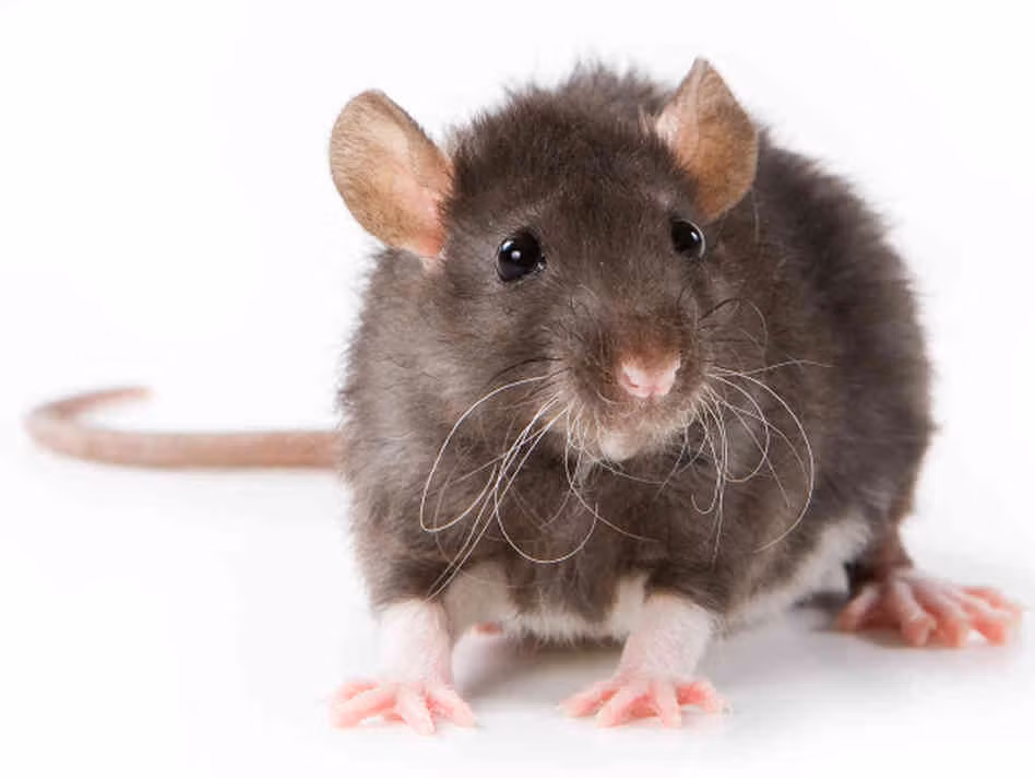 Theo đó, những con chuột sẽ cắn xé cơ thể phạm nhân để tìm cách thoát ra ngoài. Hậu quả là phạm nhân bị những con chuột cắn xé tới chết trong đau đớn.