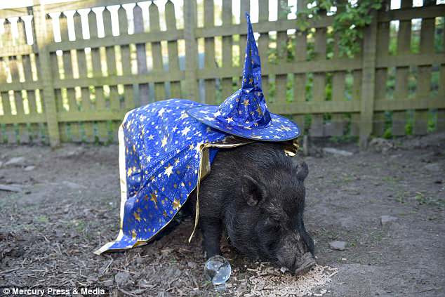 Vào năm 2014, lợn Marcus khiến dư luận bất ngờ khi tiên tri chuẩn xác đội vô địch World Cup và trận chung kết tennis Wimbledon.