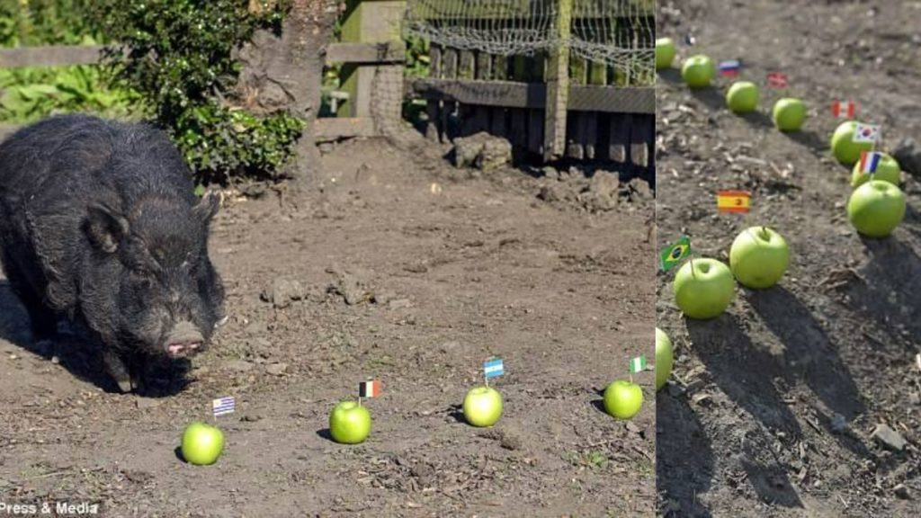 Không những vậy, chú lợn này còn gây bất ngờ khi đưa ra dự đoán ông Donald Trump đắc cử Tổng thống Mỹ khi chọn quả táo có hình vị tỷ phú Mỹ.