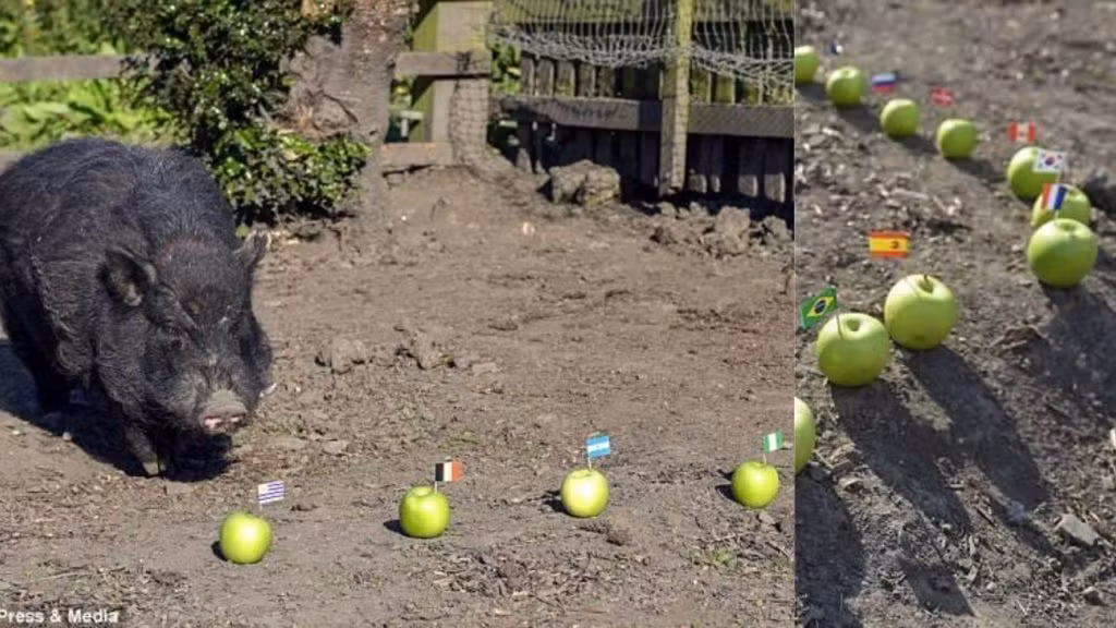 Không những vậy, chú lợn này còn gây bất ngờ khi đưa ra dự đoán ông Donald Trump đắc cử Tổng thống Mỹ khi chọn quả táo có hình vị tỷ phú Mỹ.