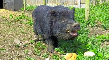 Lợn Marcus càng nổi tiếng hơn khi nó tiên đoán chính xác sự kiện Brexit (Anh rời khỏi Liên minh châu Âu).