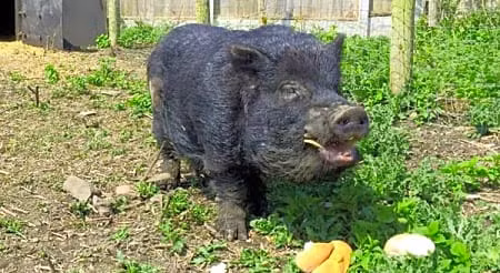 Lợn Marcus càng nổi tiếng hơn khi nó tiên đoán chính xác sự kiện Brexit (Anh rời khỏi Liên minh châu Âu).