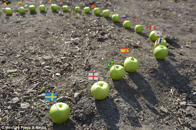 Cách tiên tri của con lợn Marcus vô cùng độc đáo. Cụ thể, lợn Marcus sẽ chọn quả táo gắn cờ của đội tuyển tham gia trận đấu.