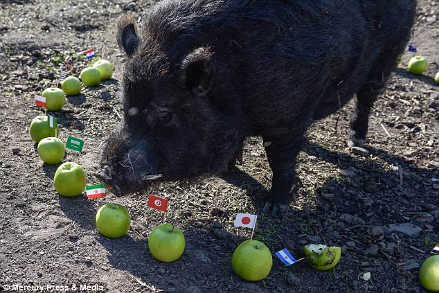 Dư luận thế giới không khỏi bất ngờ về chú lợn tiên tri có tên Marcus khi những dự đoán của nó đều chính xác 100%.
