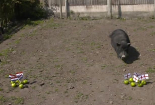 Trong trường hợp lợn Marcus không ăn một trong 2 quả táo thì kết quả trận đấu sẽ là hòa.