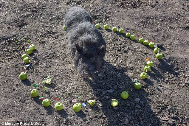 Người nông dân Juliette Stevens vô cùng tự hào khi chú lợn Marcus của cô tiên tri chính xác nhiều sự kiện quan trọng trong giới thể thao cũng như chính trị.