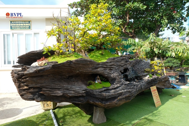 Điều đặc biệt, các gốc mai được trồng trên khúc lũa gỗ sao nguyên khối, dài 6,2 m, ngàng 2,6 m, cao 2,7 m và nặng tới 6 tấn. Giá "tác phẩm" niêm yếu lên tới 950 triệu đồng.