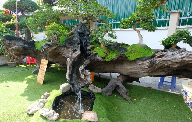 Gốc cây rỗng, được bố trí như hòn non bộ với suối nước chảy từ trong thân cây.