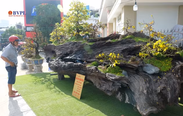 Tác phẩm “động mộc nghênh xuân” gồm cụm nhiều cây mai, “hạt nhân” là cây mai chủ cổ gốc xù.