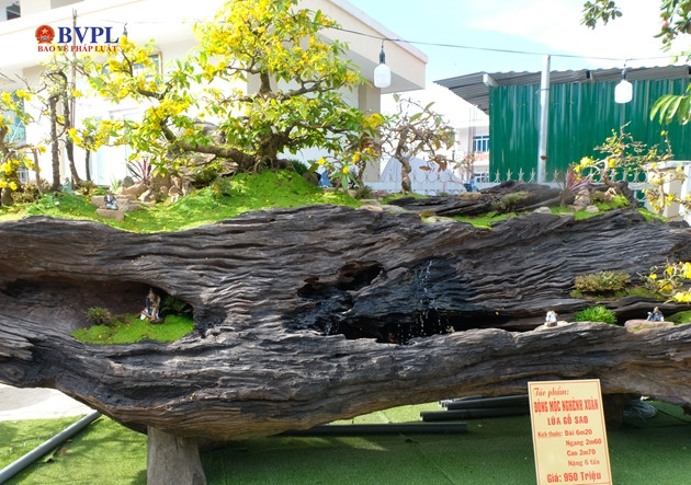 Theo chủ hàng, gốc mai đã gần 50 tuổi, là loại 8 cánh “rin”!.