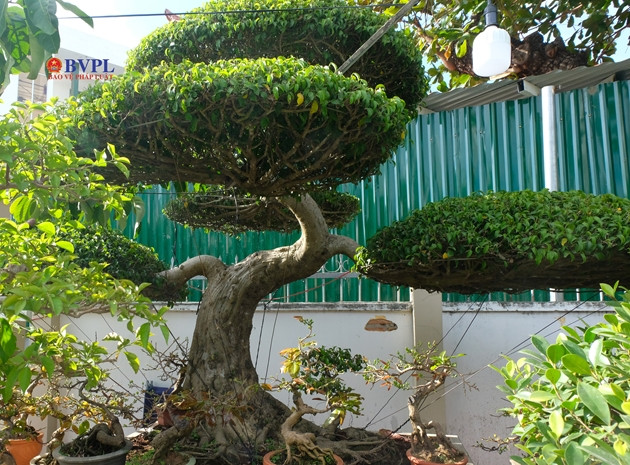 "Bèo" nhất trong số hàng.. khủng tại khu trưng bày là cặp cây sanh cổ thu, thân cây cao hơn 3 m, giá rao bán 200 triệu đồng.