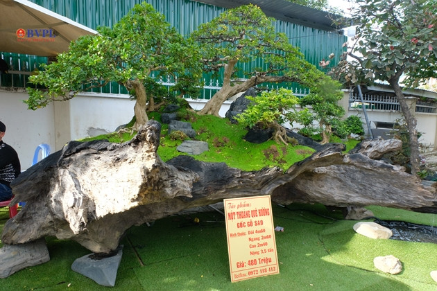 Thu hút hơn, số cây này được trồng trên một gốc gỗ sao (gỗ lũa). Theo mô tả, gốc có chiều dài 4,6 m, ngang 2,6 m, cao 2,4 m và nặng tới 3,5 tấn. Sản phẩm được rao giá 480 triệu đồng.