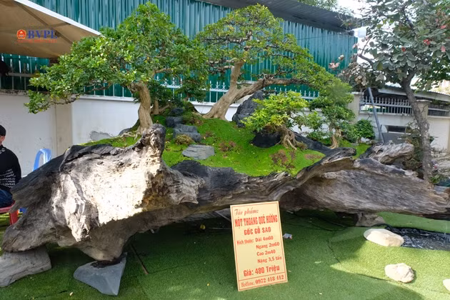 Thu hút hơn, số cây này được trồng trên một gốc gỗ sao (gỗ lũa). Theo mô tả, gốc có chiều dài 4,6 m, ngang 2,6 m, cao 2,4 m và nặng tới 3,5 tấn. Sản phẩm được rao giá 480 triệu đồng.