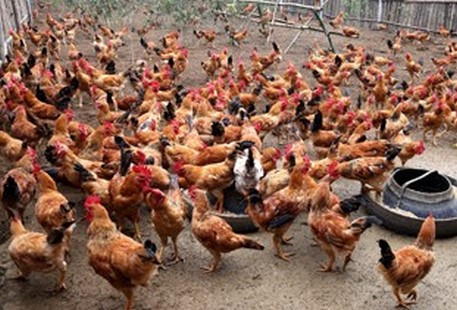 Dich cum gia cam A/H5N6 xuat hien o Thanh Hoa-Hinh-2