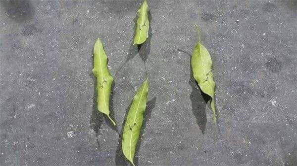 Đã có không ít các vụ tai nạn do nạn rải đinh ngoài đường gây nguy hiểm cho người tham gia giao thông. Vậy mà dường như tình trạng này vẫn chưa giảm bớt. Mới đây, hình ảnh ghi lại cảnh những chiếc đinh nhọn hoắt được ngụy trang bằng những chiếc lá rụng trên đường đăng tải bằng tài khoản T.N.D đã làm 'dậy sóng' mạng xã hội. 