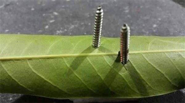 Chiếc lá xanh mới rụng được gắn vào 2 chiếc đinh chắc chắn, đằng sau được giữ bởi một tấm xốp nhỏ. Nhìn xa thì các phương tiện tham gia giao thông không thể nhìn thấy những cái đinh ẩn đằng sau lá, đến khi lỡ đâm trúng rồi mới 'khóc dở mếu dở' bởi hành trình bị gián đoạn lại mất khá nhiều thời gian, tiền bạc để sửa xe. 