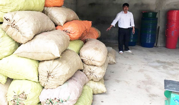 Tổng đội phó Vương Trung Úy bên số nghệ được nhập từ 70 tấn nghệ của đồng bào Mông, Thái.