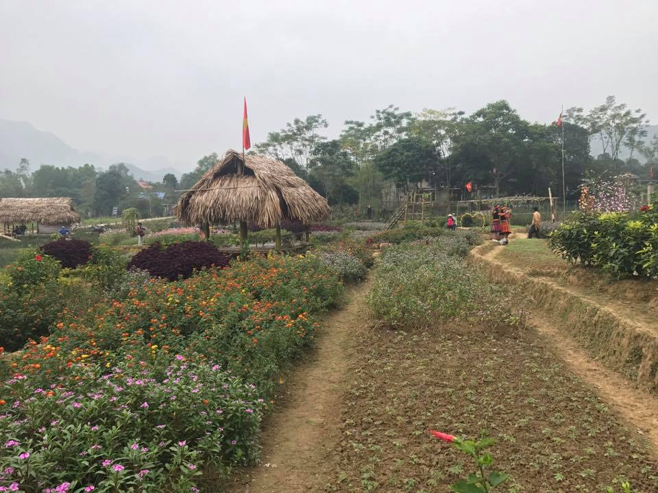 Muôn hoa đua nở .