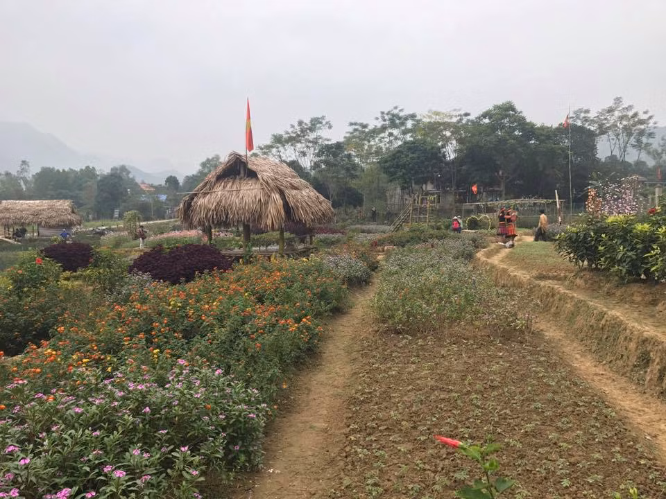 Muôn hoa đua nở .