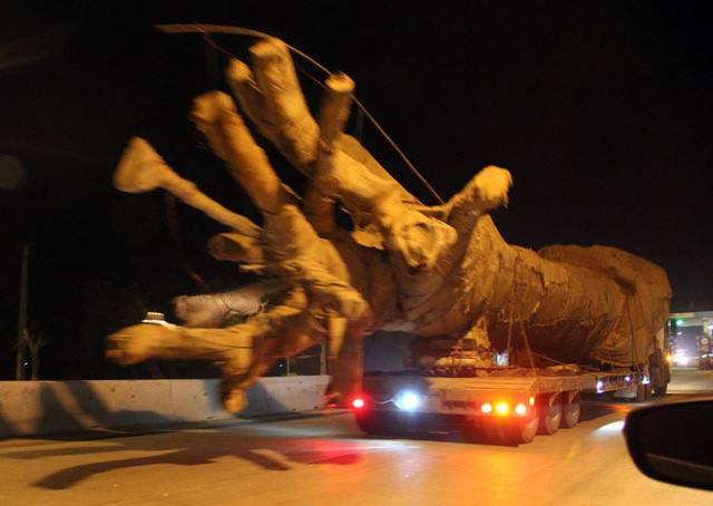 Cây cổ thụ quá khổ vô tư đi qua nhiều tỉnh thành.