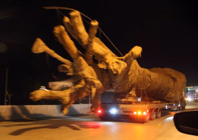 Cây cổ thụ quá khổ vô tư đi qua nhiều tỉnh thành.