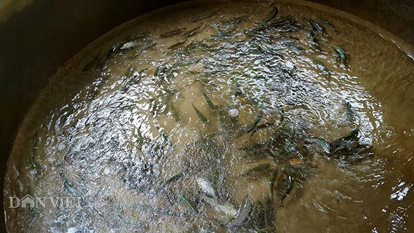 “Chui” vao khe nui nuoi ca “quy toc”, chang trai tre lai 300 trieu/nam-Hinh-2