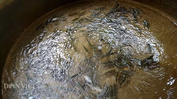 “Chui” vao khe nui nuoi ca “quy toc”, chang trai tre lai 300 trieu/nam-Hinh-2