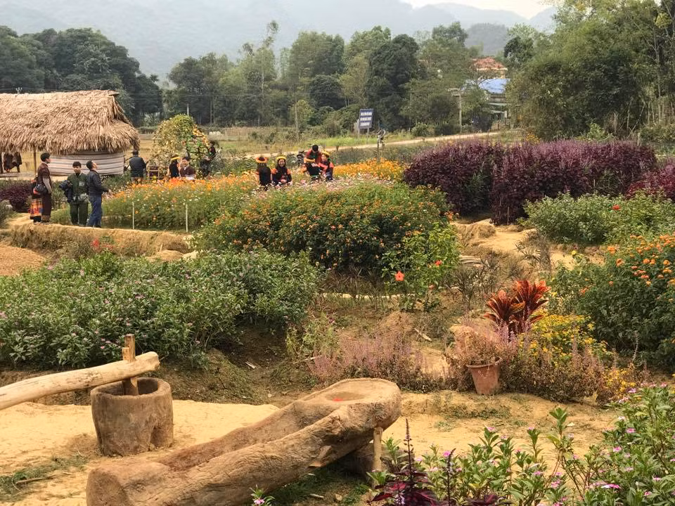 Du khách vô cùng thích thú khi chụp ảnh tại vườn hoa của Trinh.