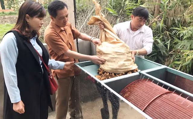 Phó Chủ tịch UBND huyện Tương Dương Vi Mỹ Sơn (giữa) và Tổng Đội phó Vương Trung Úy thử mẻ nghệ đầu tiên. Ảnh: Ngọc Thọ