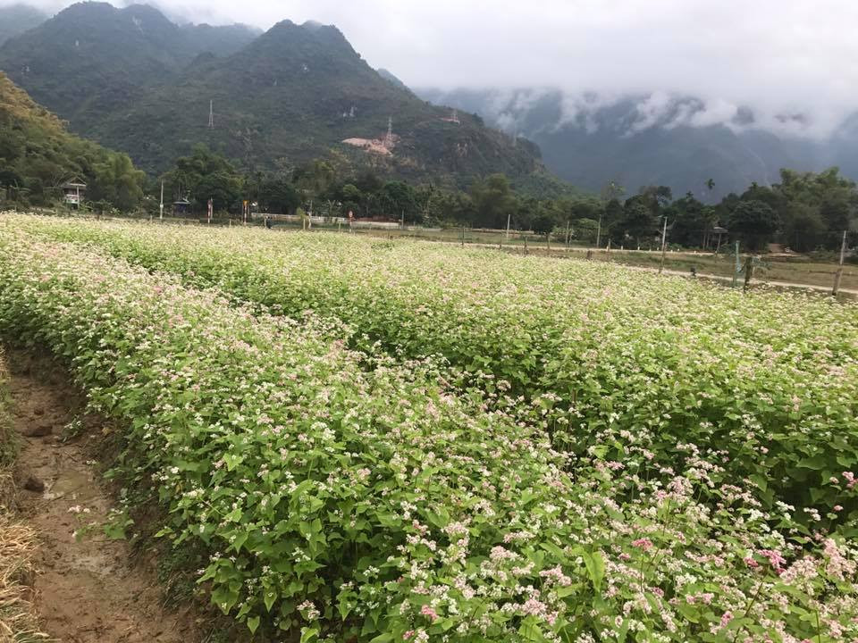 Cảnh sắc thiên nhiên bỗng trở lên hữu tình hơn khi công sức của Quyên đổ vào đây.