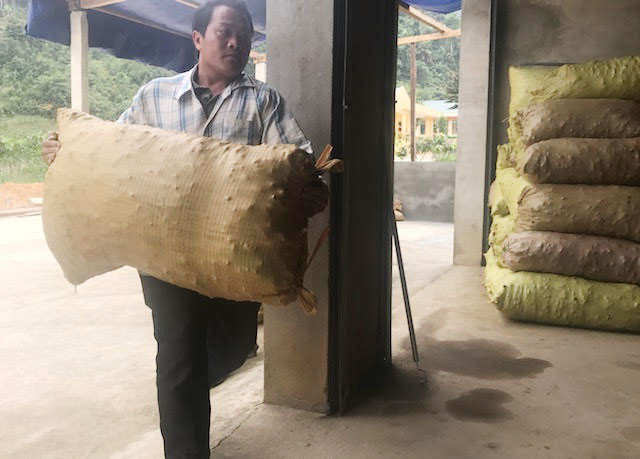 Anh Lầu Bá Của đang giúp mẹ vợ chuyển 25 bao tải nghệ về kho của Tổng đội thanh niên xung phong với giá 10.000 đồng/kg nghệ tươi.