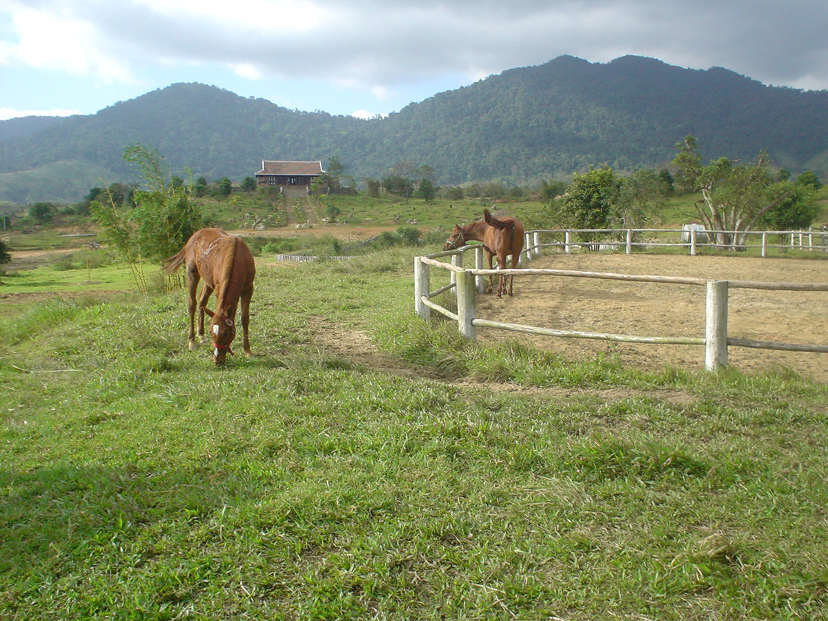 Ở đây thường có những đàn ngựa ung dung gặm cỏ, đùa giỡn trong nắng như cảnh tượng thường thấy trên phim ảnh phương Tây. Ảnh: Wikipedia.