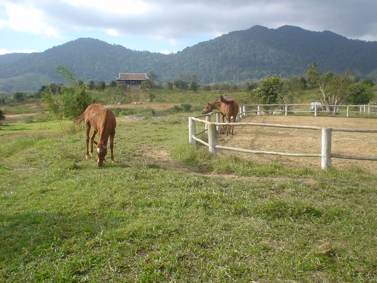 Ở đây thường có những đàn ngựa ung dung gặm cỏ, đùa giỡn trong nắng như cảnh tượng thường thấy trên phim ảnh phương Tây. Ảnh: Wikipedia.